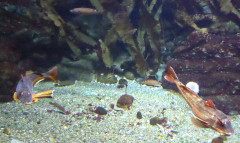 Ozeaneum (5)