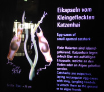 Ozeaneum (3)