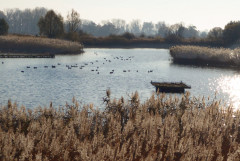 Linum (14a)