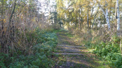 Linum (10a)
