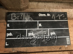 Alpe Oberberg