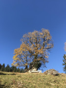 Steineberg-Bärenkopf