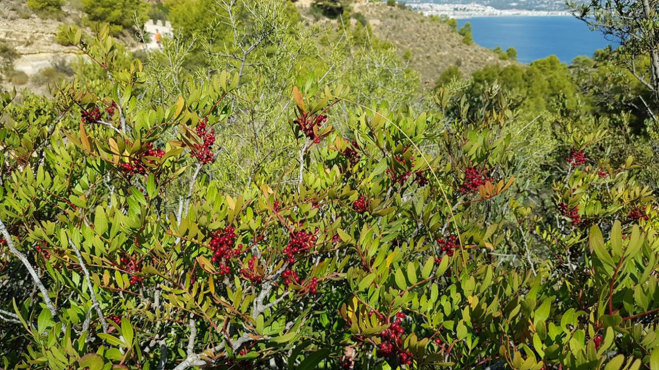 B_Faro Albir 21
