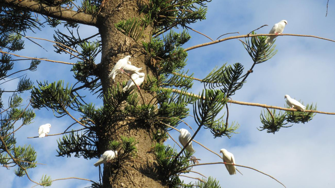 ?random=0&maxWidth=0&embedded=0&thumbnail=medium