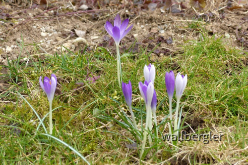 Frühlings Krokus