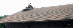 Affenberg Salem