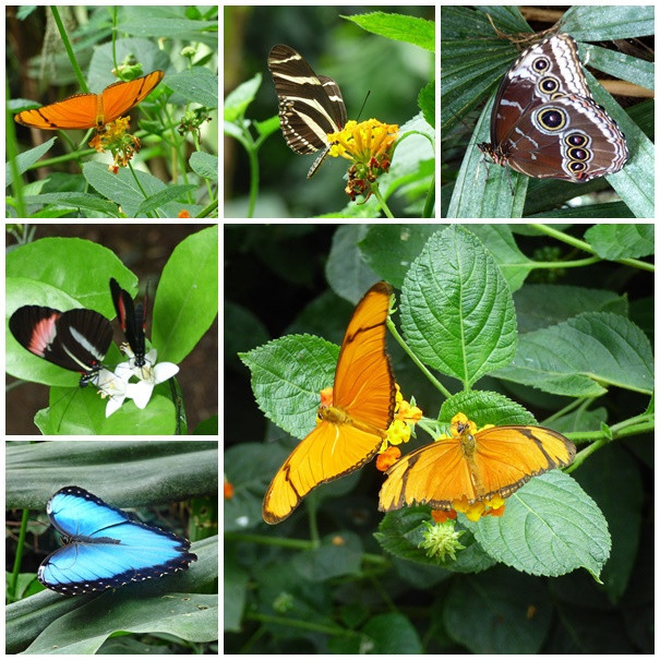 Butterflypark Empuries 1