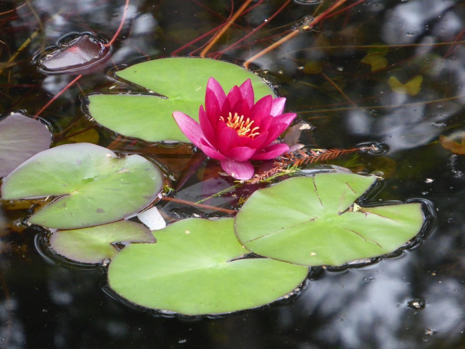 Planten un Blomen