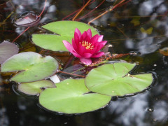 Planten un Blomen