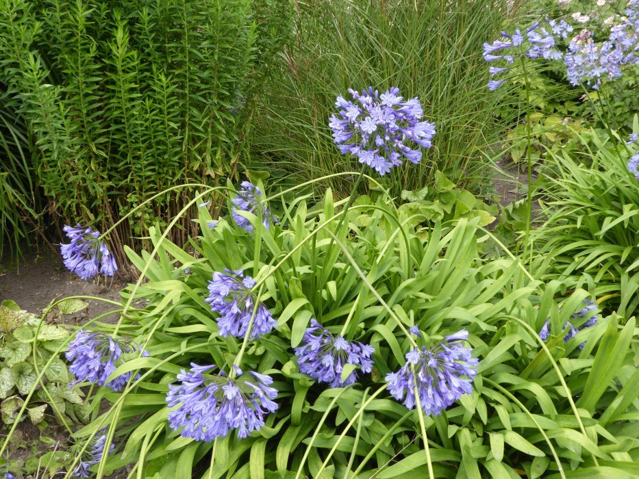 Planten un Blomen