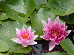 Planten un Blomen