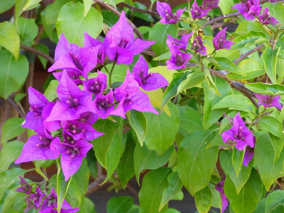 Die Farben des Winters an der Costa Blanca