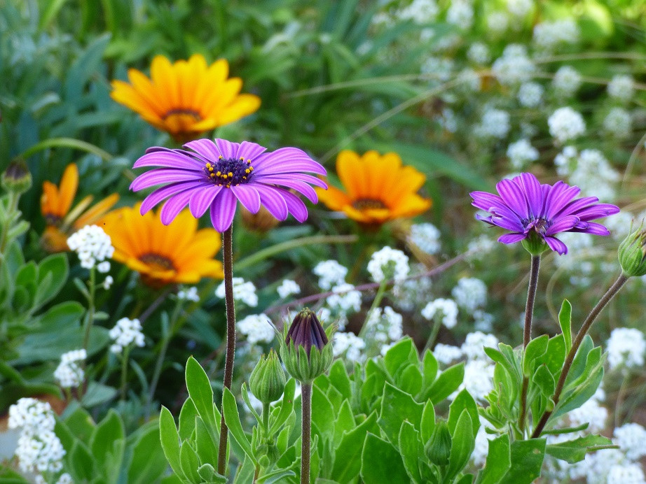 Die Farben des Winters an der Costa Blanca