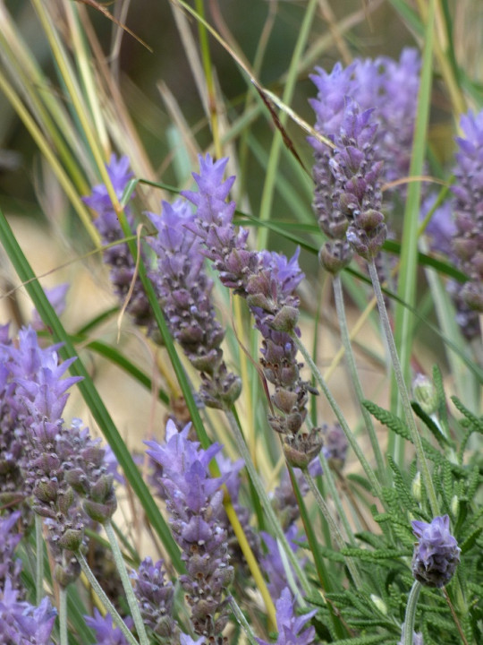 Die Farben des Winters an der Costa Blanca
