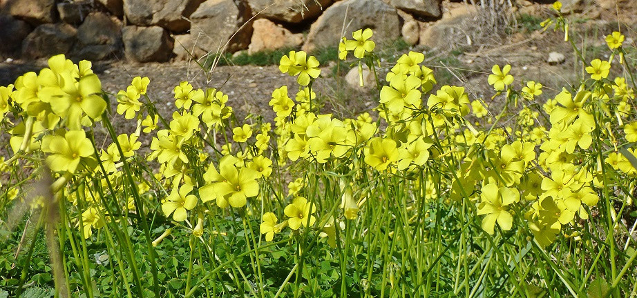 Die Farben des Winters an der Costa Blanca