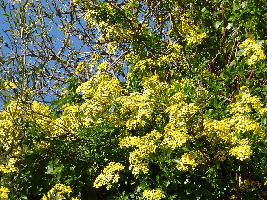 Die Farben des Winters an der Costa Blanca