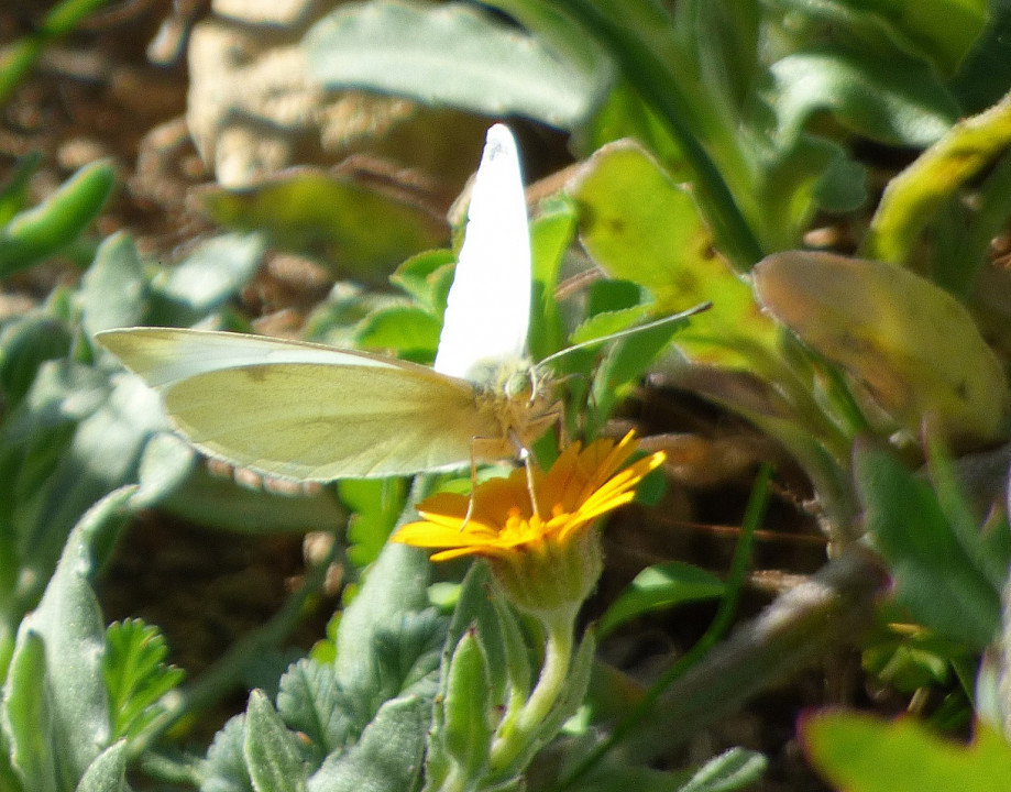 Die Farben des Winters an der Costa Blanca