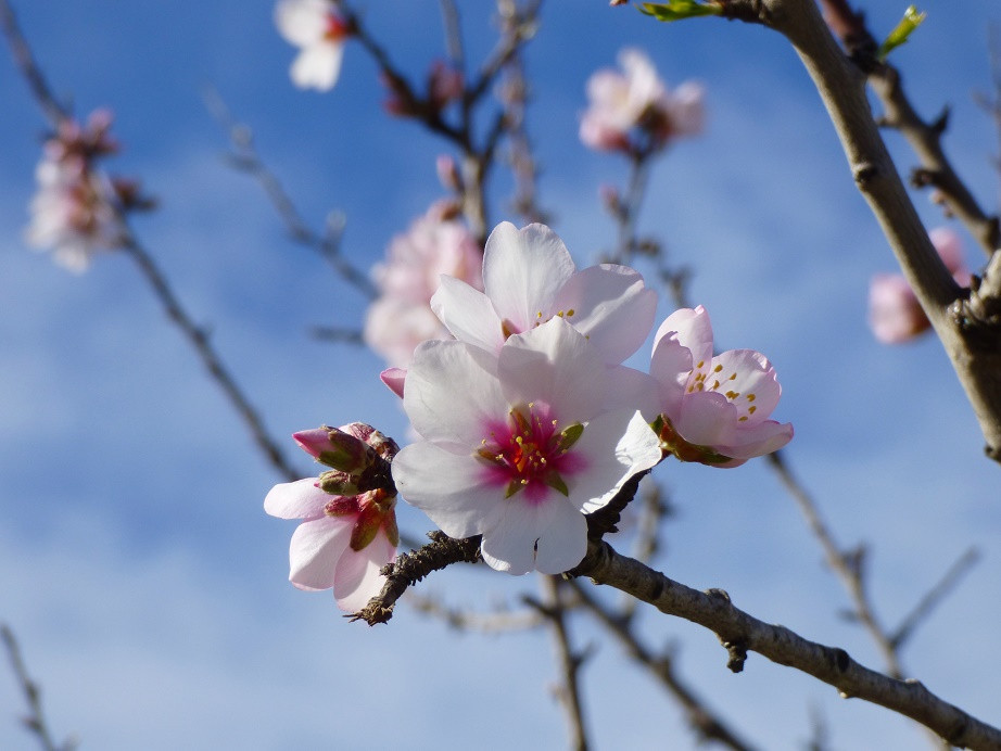 Die Farben des Winters an der Costa Blanca