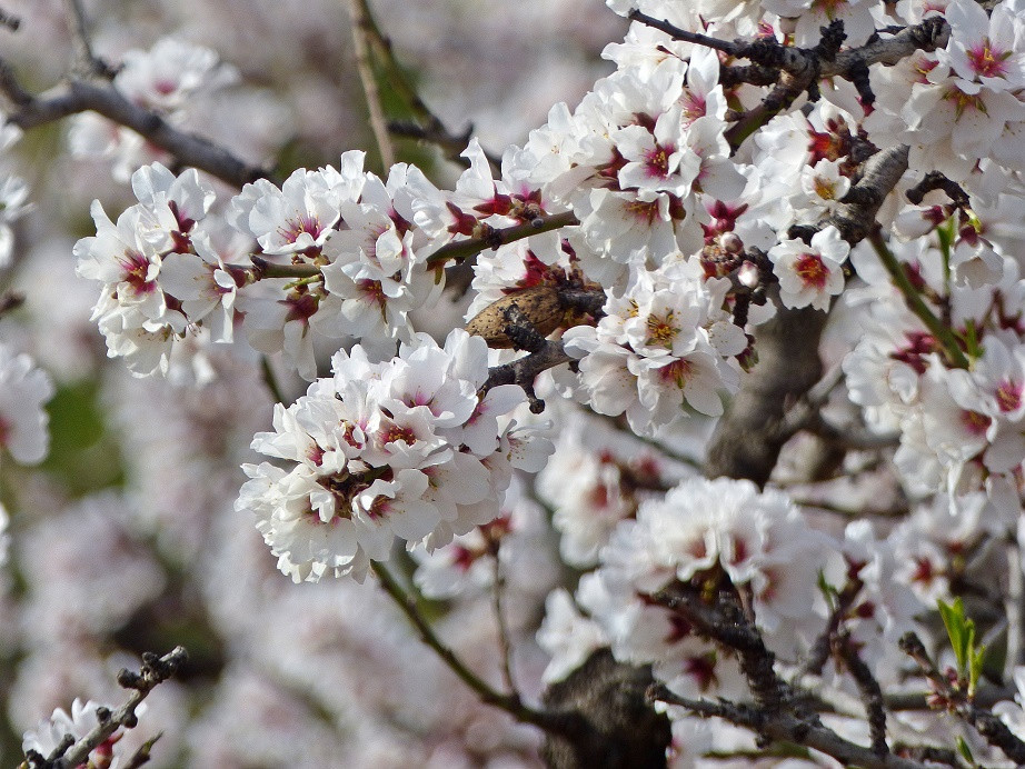 Die Farben des Winters an der Costa Blanca
