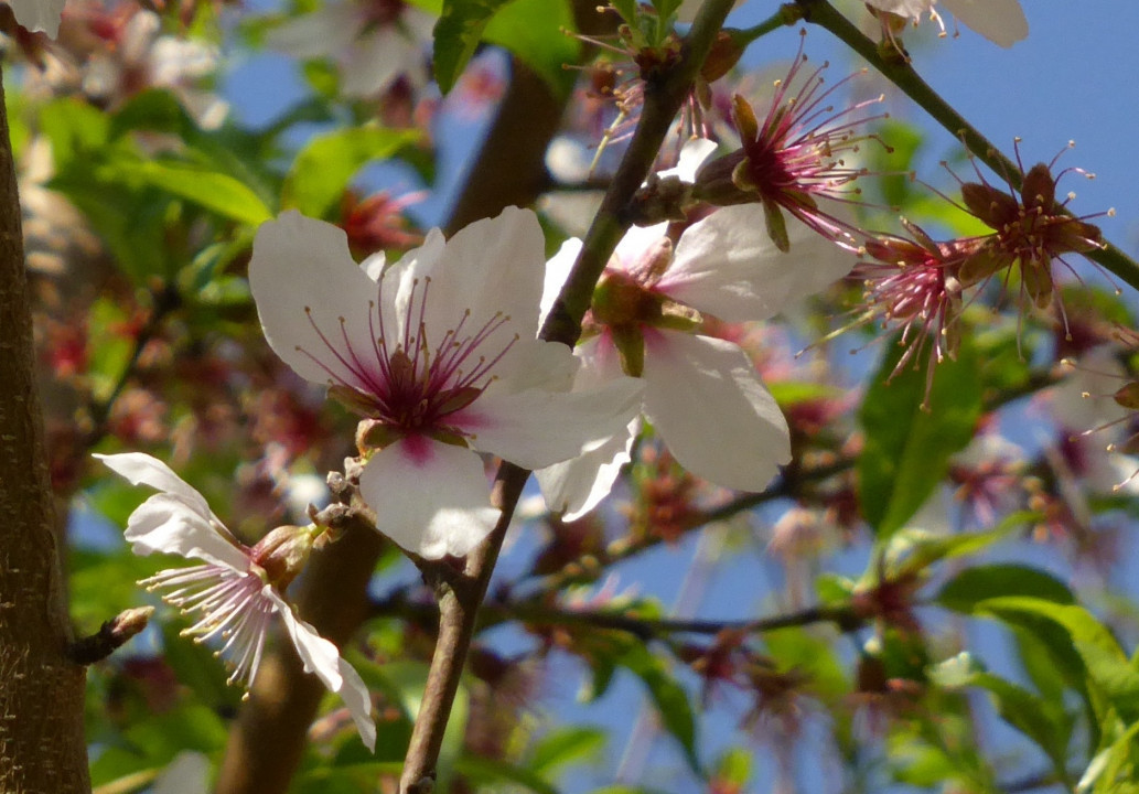 Mandelblüte
