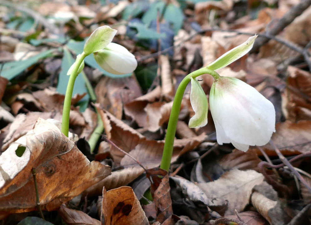 Winter - Frühling 2022