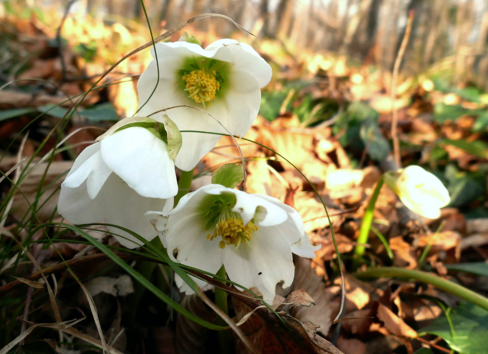 Winter - Frühling 2022