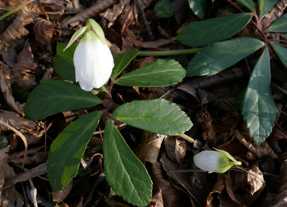 Winter - Frühling 2022