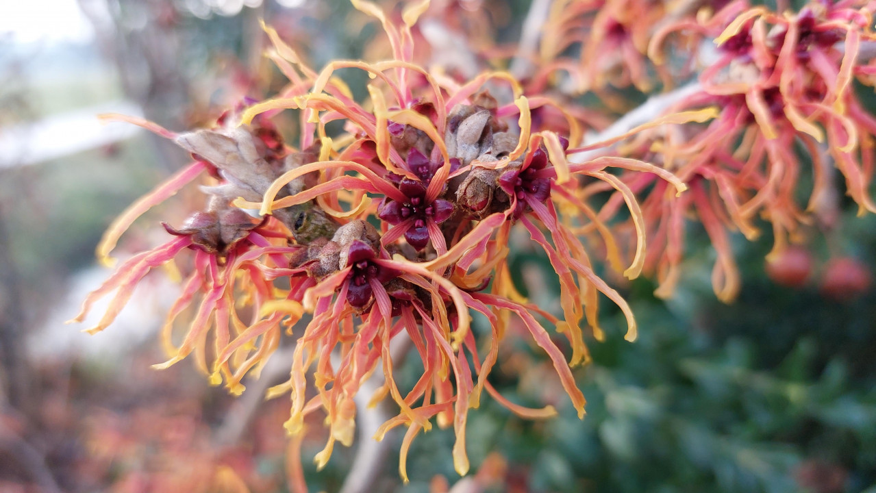 Hamamelis 18.1.21