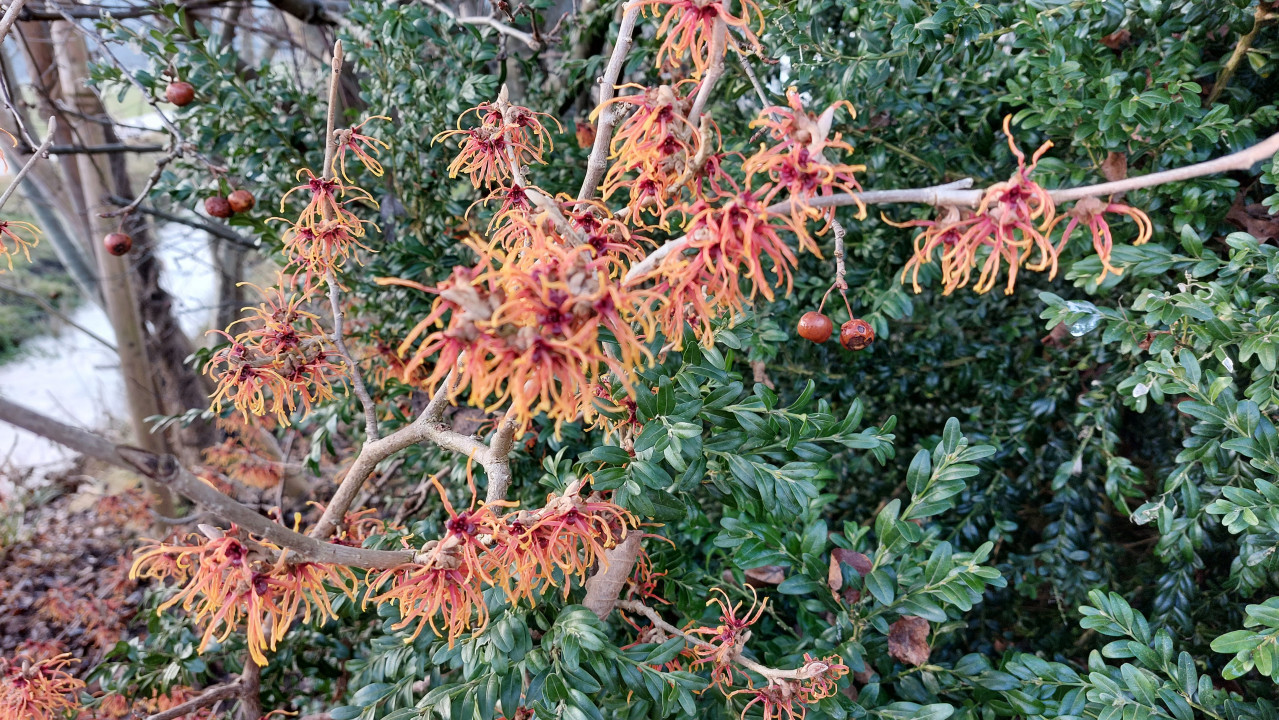 Hamamelis 18.1.21