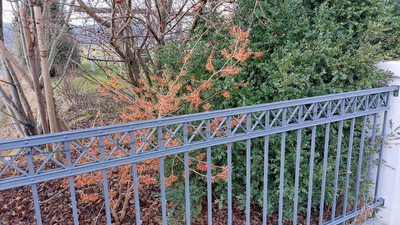 Hamamelis