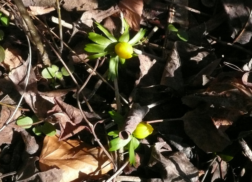 Winterling und Winterjasmin