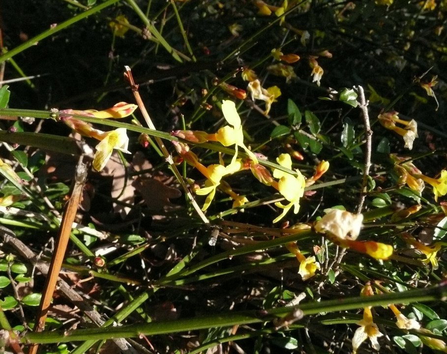Winterling und Winterjasmin