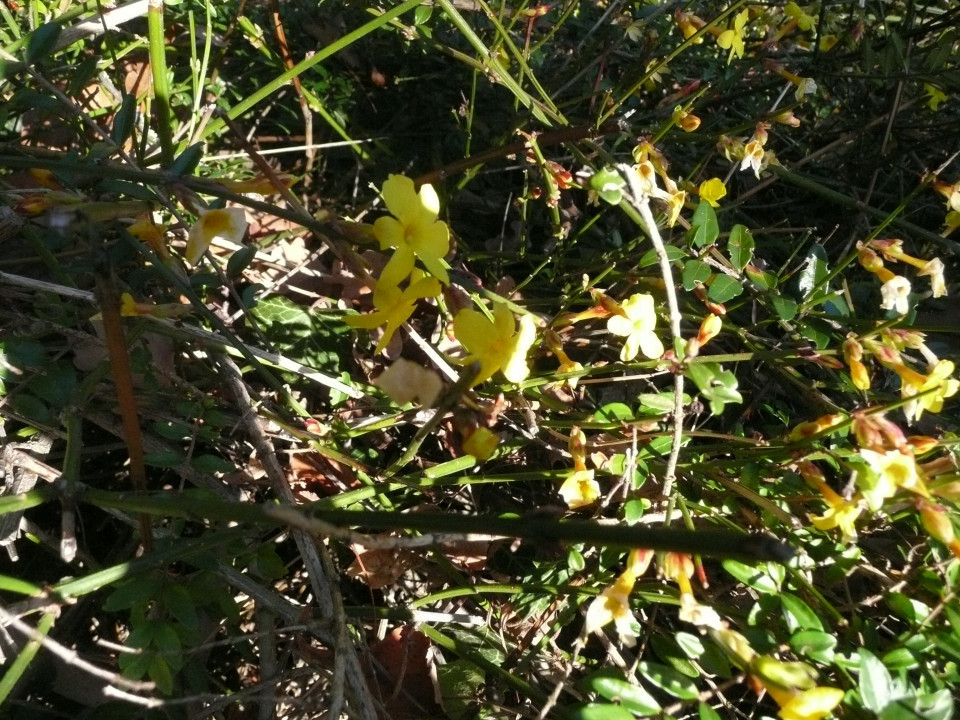 Winterling und Winterjasmin