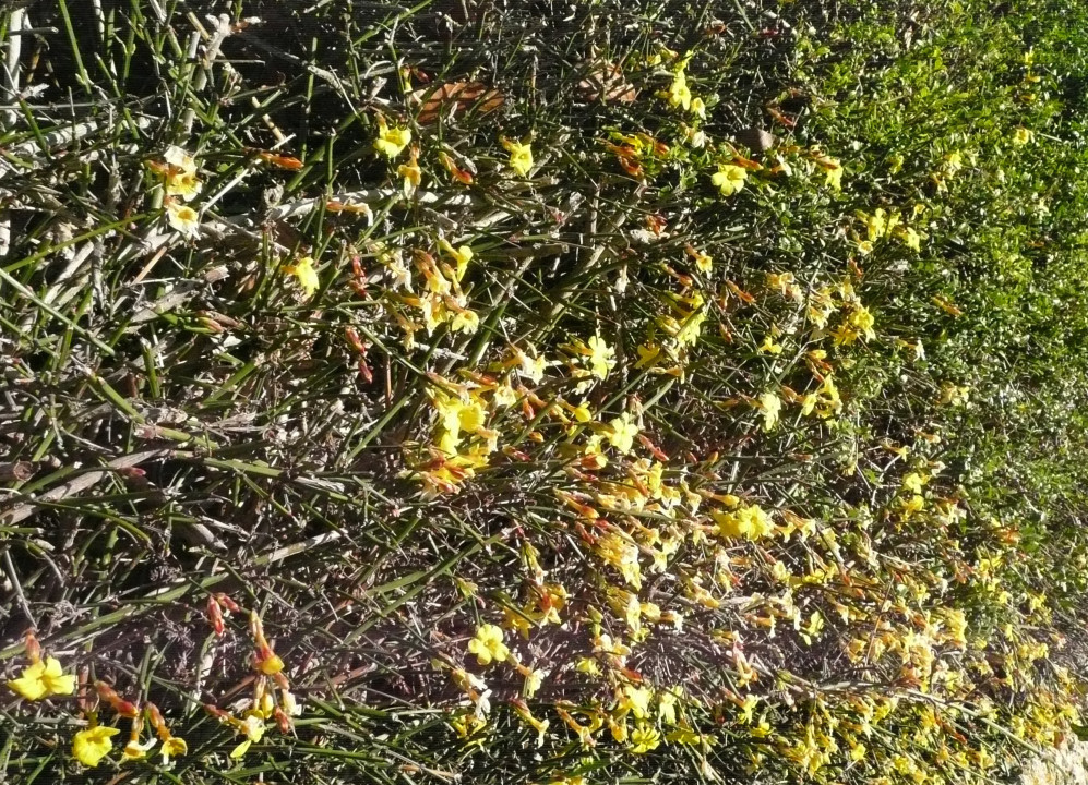 Winterling und Winterjasmin