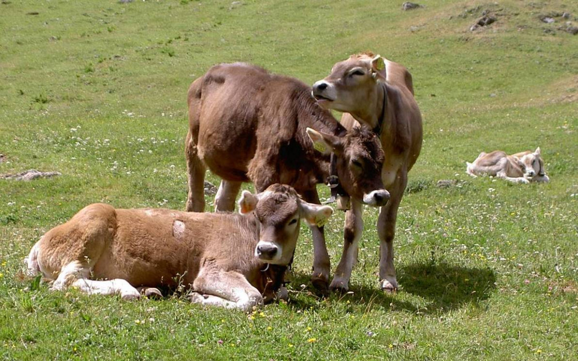 Tierbilder