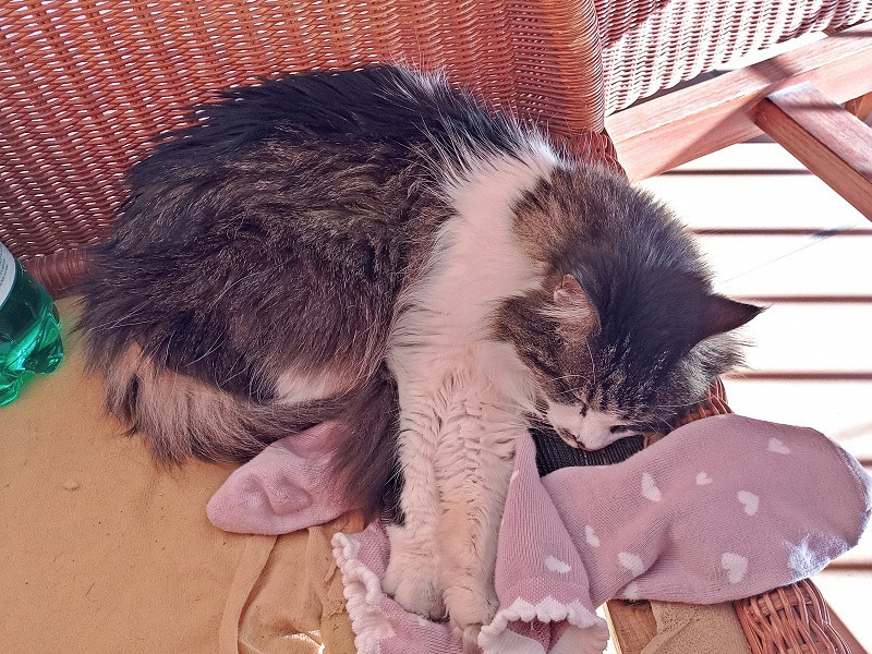 Nachbars Katze