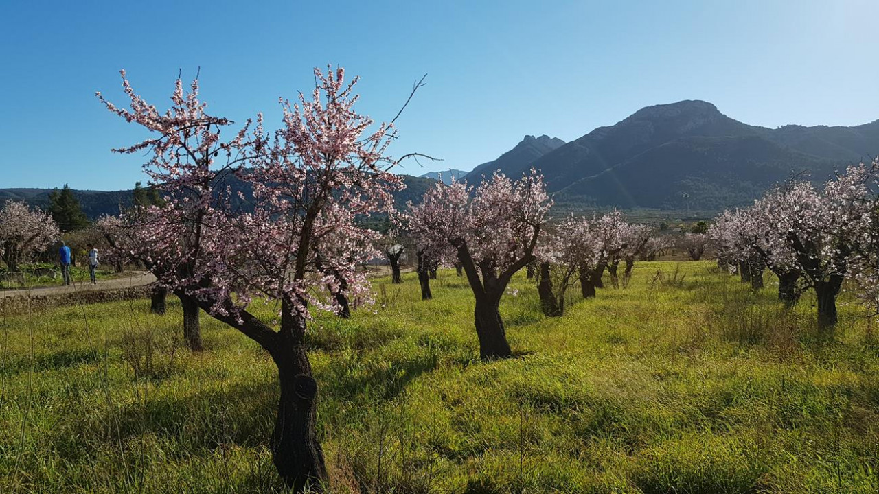 Alcalalí  03