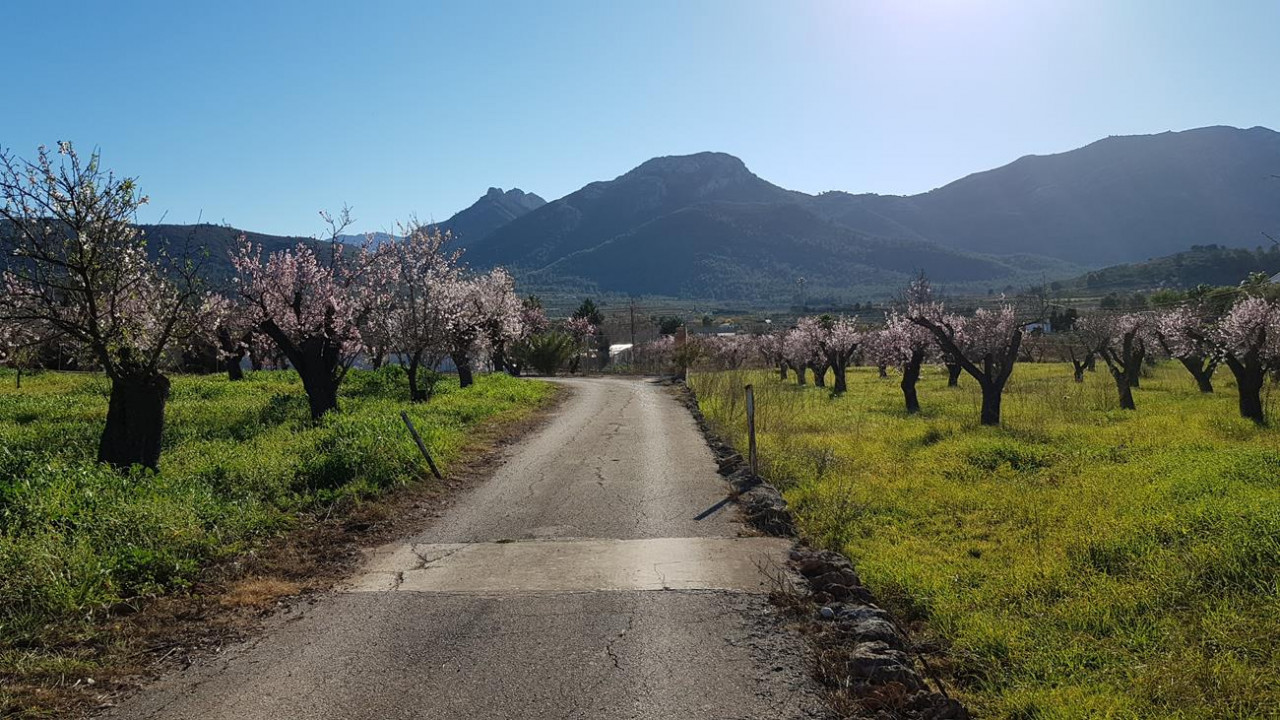 Alcalalí  05