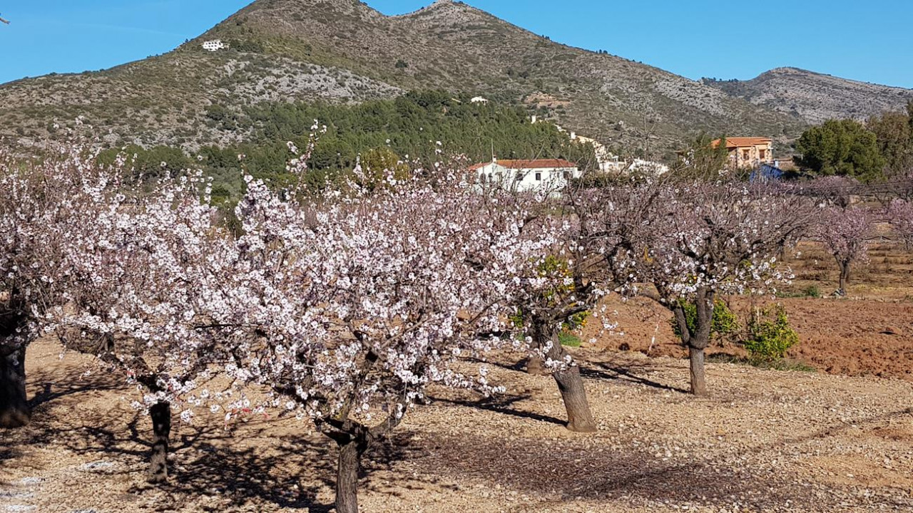 Alcalalí  11