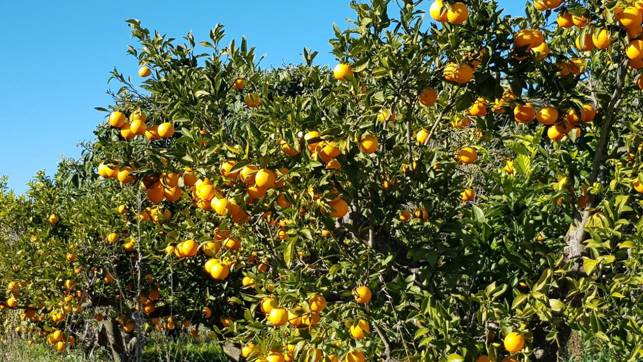 Alcalalí  17