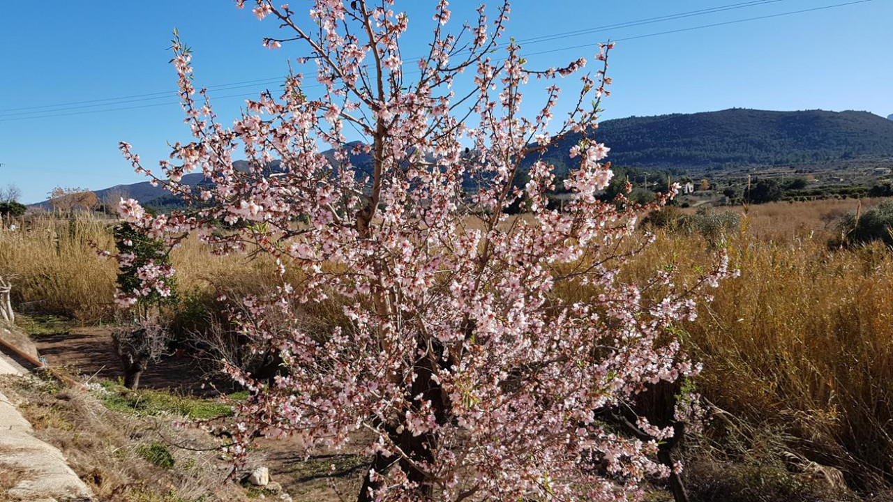 Alcalalí  23