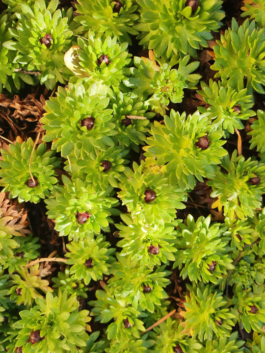 Frühlingserwachen