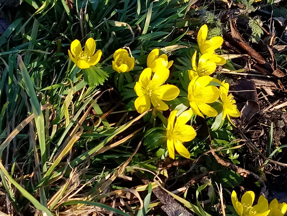 Winterling aufgeblüht