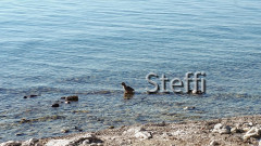 Meersburg Seepromenade (2)