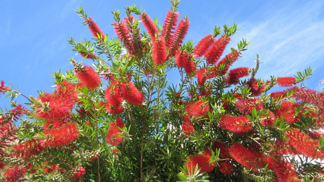 ?random=0&maxWidth=0&embedded=0&thumbnail=medium