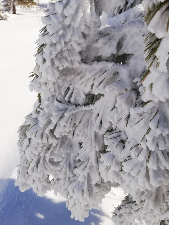 Tauplitzalm Winter