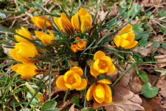 Krokusse