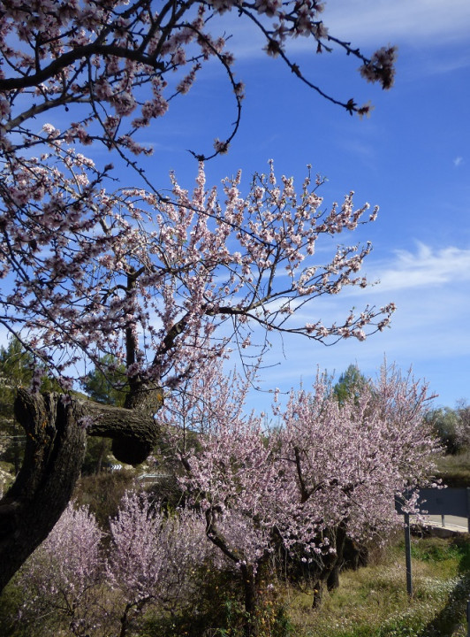 Mandelblüte im Vall de Seta