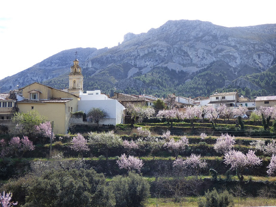 Mandelblüte im Vall de Seta