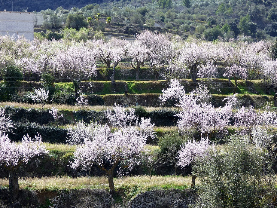 Mandelblüte im Vall de Seta